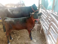گاو ماده, آبرادین-آنگوس — عکس 1