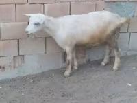 Cabras (lote, sexo no especificado), Cabras — foto 7