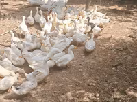 Německý pekin — foto 4