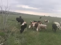 گاو ماده, گاو — عکس 2