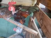 Chickens — photo 1