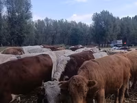 گاو نر, نژاد آولی‌اکول — عکس 6