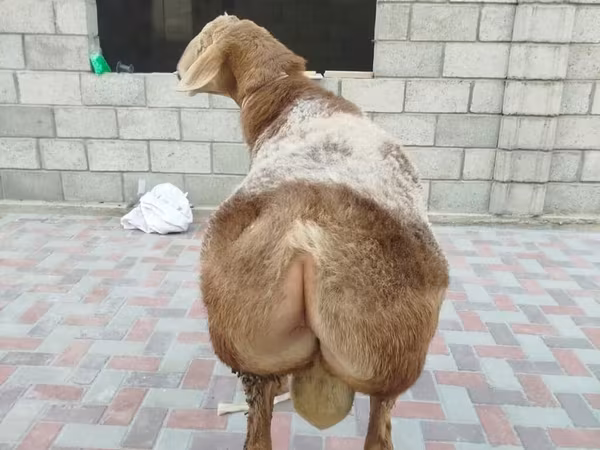 قوچ, Rhon sheep