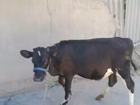 ላም, Holstein breed — ፎቶ 1