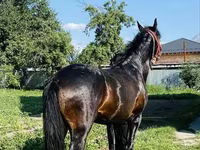 Ngựa đực, Swedish warmblood horse — ảnh 6