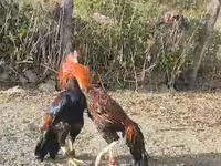 Chickens — عکس 7