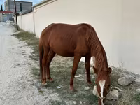 اسب نر, Karabakh horse — عکس 3