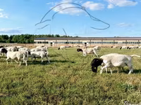 公羊, Dorper sheep — 照片 1
