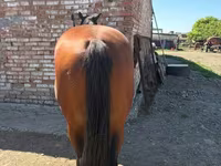 Pastuv, Arabian horse — fotografija 7