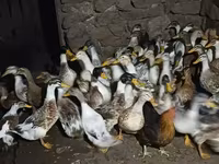 Ducks — photo 3