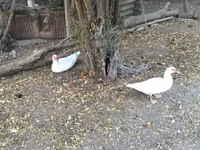 Geese — รูปภาพ 3