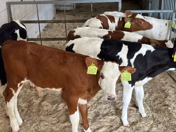 Sapi (batch, jenis kelamin tidak disebutkan), Simmental cattle