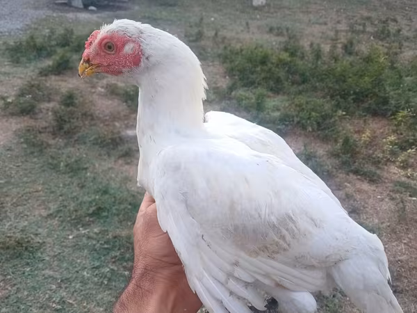 Chickens