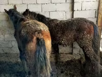 Kuda jantan, Horses — foto 7