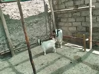 بز ماده, بز — عکس 3