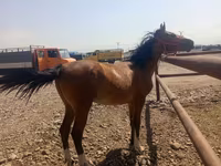 Hingst, Friesian sport horse — foto 1