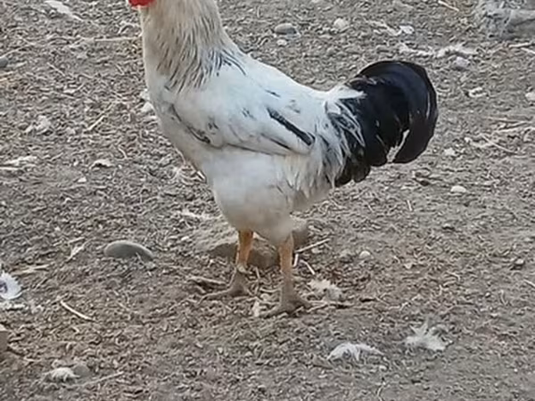 لاکنفلدر