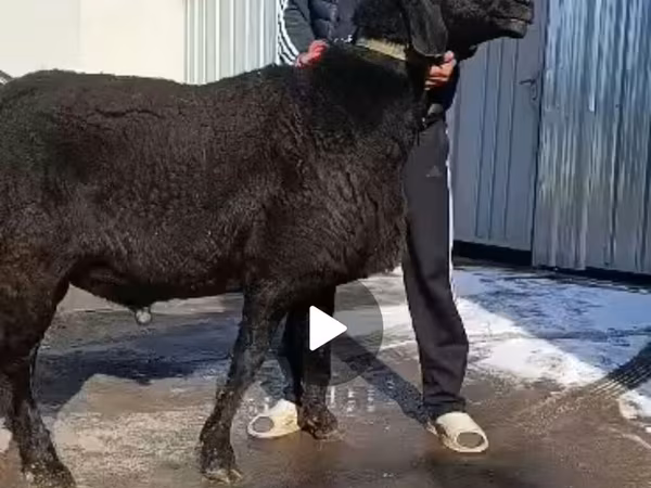 Kambing jantan, Arashan sheep