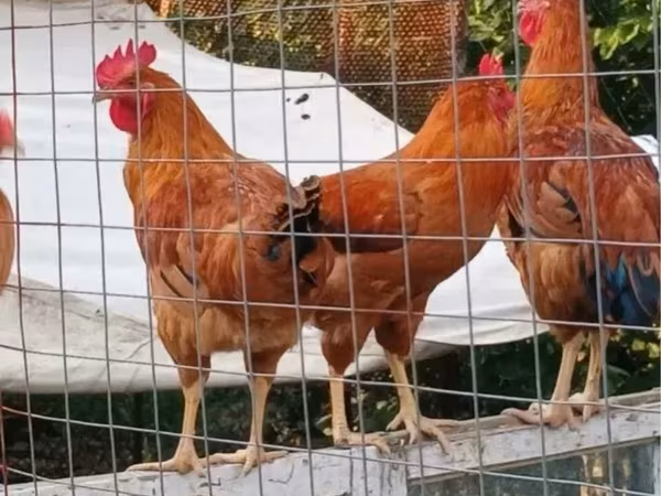Chickens — Armenia