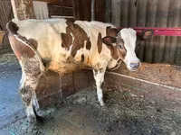 گاو نر, گاو — عکس 1