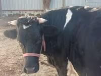 گاو و گوساله (گروه، جنسیت مشخص نشده), Russian Black pied cattle — عکس 4