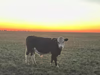 Stier, Hereford — foto 5