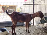 Koza, Nubian Goat — foto 8
