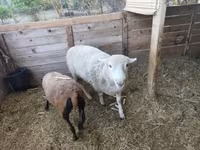 Widder, Cameroon sheep — Foto 2