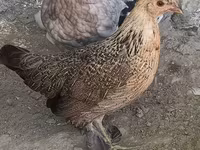 Japanisches Bantam — Foto 2