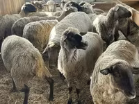 Montone, White Suffolk sheep — foto 1