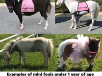 گھوڑا, Miniature horse — تصویر 1