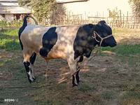 Bik, Simmental cattle — fotografija 1