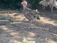 Turkeys — Foto 6