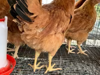 Chickens — تصویر 5