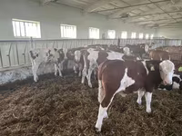 காளை, Simmental cattle — புகைப்படம் 4