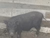Prasnice, Prasata — foto 3