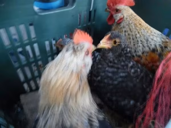 Bantam Jepang