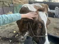 Mucca, Simmental cattle — foto 1