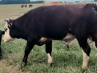 ষাঁড়, হেরিফোর্ড — ছবি 1