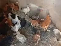 Chickens — عکس 2
