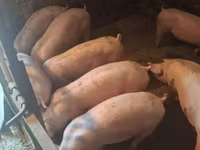 Doofaar lab, Pigs — sawirka 1