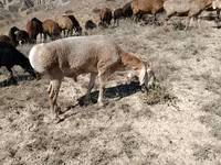 Овца, Arashan sheep — снимка 1