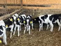 Tyre, Russian Black pied cattle — foto 7