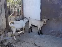 بز نر, Saanen goat — عکس 1