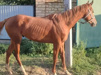 Hengst, Thoroughbred horse — Foto 1