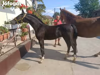 At, Dutch warmblood horse — foto 3