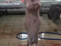 Баранина и субпродукты. Забой и разделка на мясокомбинате — фото 3