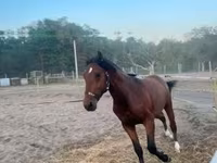 Hingst, Heste — foto 1