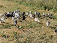 Turkeys — foto 2