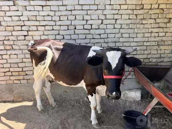 گاو و گوساله (گروه، جنسیت مشخص نشده), Russian Black pied cattle — ازبکستان